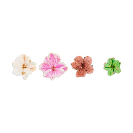 NATURA FLOWERS TEA EDITION INOCOS
